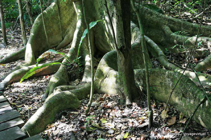 Roots gigante en el camino, Muyil - Mexico