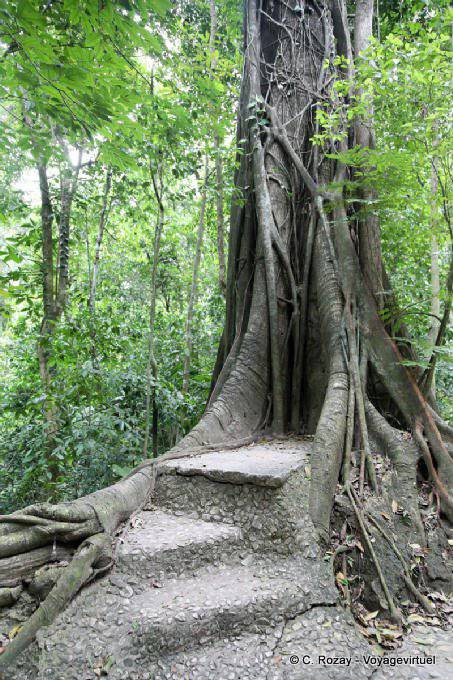 Pasos construidas en un árbol, Palenque - Mexico