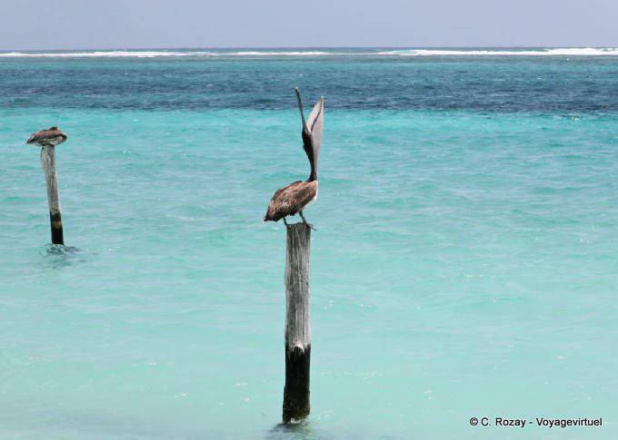 Despertador Pelican en un poste, Puerto Morelos - Mexico