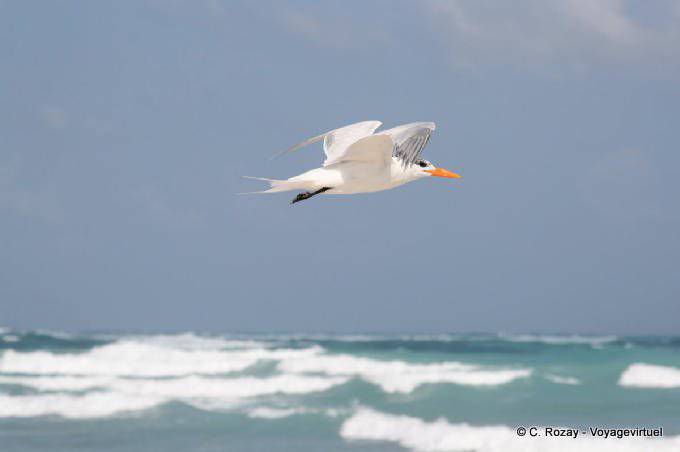 Charrán en vuelo por encima de las olas, Tulum - Mexico