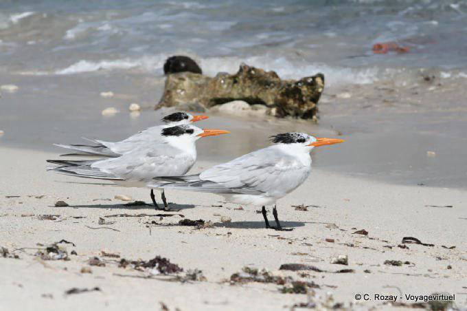 Las golondrinas de mar que espera en la arena, Tulum - Mexico