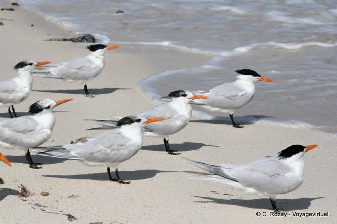Grupo de golondrinas de mar sobre la arena blanca, Tulum - Mexico