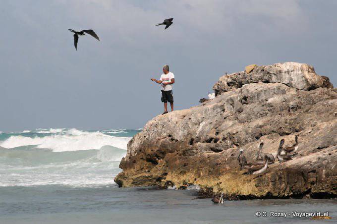Los pescadores, fragatas y pelícanos, Tulum - Mexico