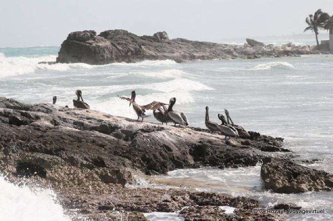 Grupo de pelícanos pardos en las rocas, Tulum - Mexico