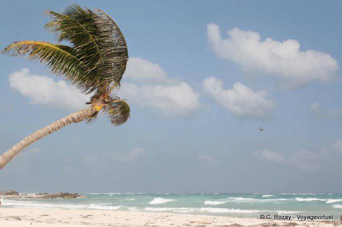 Palmera en el viento en la playa, Tulum - Mexico