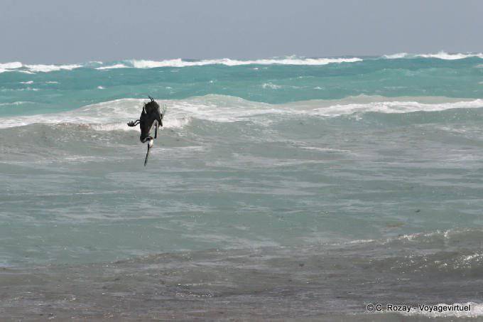Diving Pelican, Tulum - Mexico