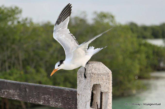 Tern, Sian Kaan, Tulum - Mexico