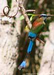 Motmot ceja azul Labná pájaro, Mexico.
