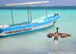 El vuelo del pelícano, Puerto Morelos, Mexico.