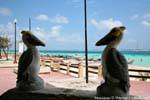 Cara a cara falsas pelícanos, Puerto Morelos, Mexico.