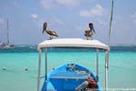 La mirada de los pelícanos pescadores, Puerto Morelos, Mexico.