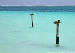 Pelícanos descanso, Puerto Morelos, Mexico.