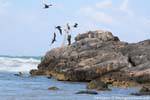 Un pescador rodeado de fragatas, Tulum, Mexico.