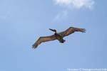 Pelícano en vuelo, Tulum, Mexico.