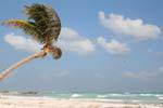 Palmera en el viento en la playa, Tulum, Mexico.