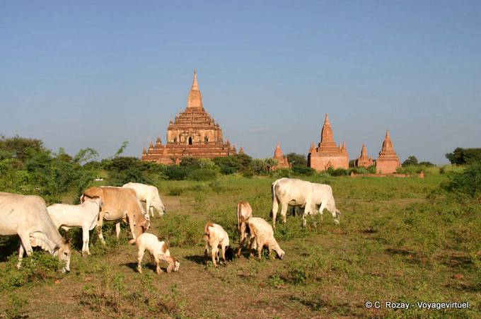 Manada de pastoreo en el sitio de Bagan - Myanmar (Birmania)