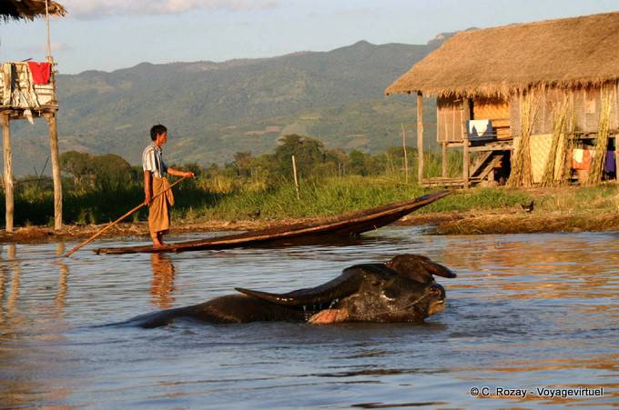 Buffalo nadar en las aguas del lago Inle - Myanmar (Birmania)