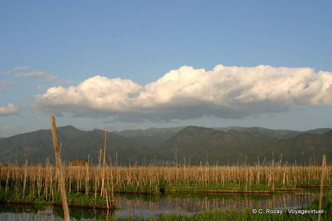 Jardines flotantes ancladas en bambú plantados en el barro, Lago Inle - Myanmar (Birmania)