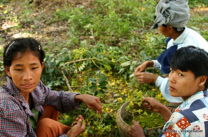 Cosecha Mingun, Mandalay - Myanmar (Birmania)