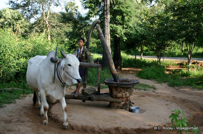 Presione impulsado por un cebú en el camino Byat sáb Ta Pan (sobre Mt Popa) - Myanmar (Birmania)
