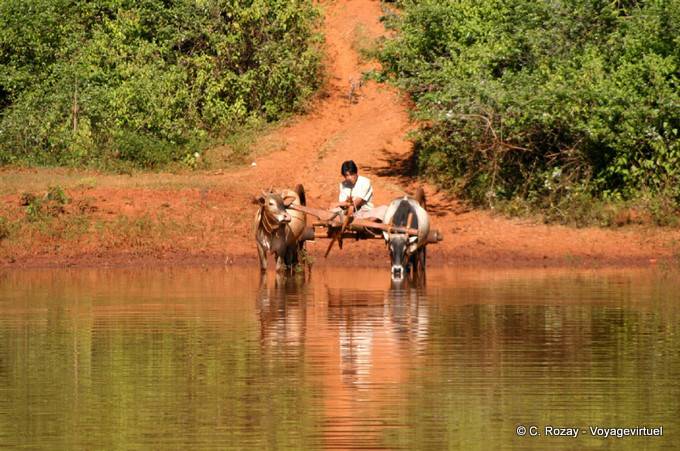 Beber enganche de un estanque, región Pindaya - Myanmar (Birmania)