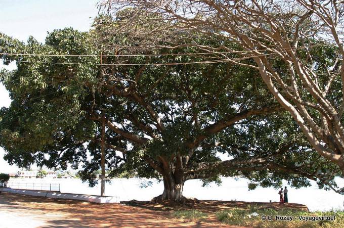 Árbol gigante, Pindaya - Myanmar (Birmania)