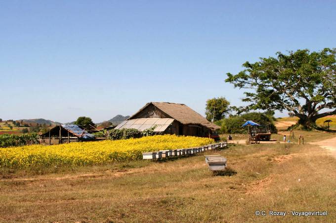Granja birmano Pindaya - Myanmar (Birmania)