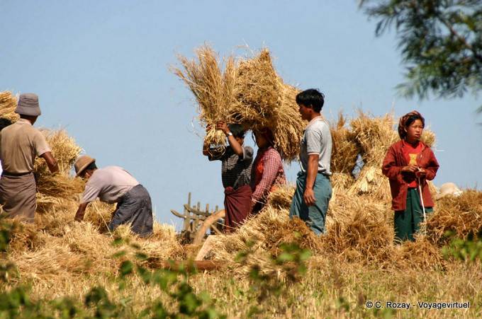 Escena de la cosecha hacia Aungnan, Pindaya - Myanmar (Birmania)
