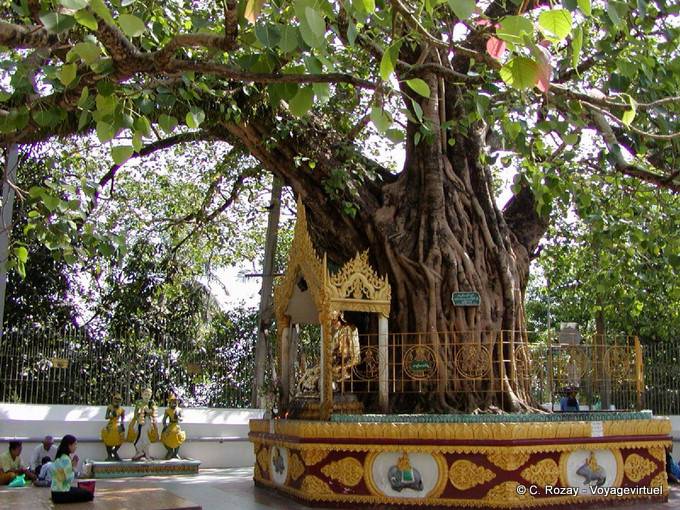 Árbol de la iluminación sagrado ubicado en la esquina sureste de la pagoda de Shwedagon, Rangún - Myanmar (Birmania)