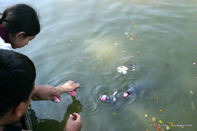 Comidas flores para las carpas Kandawgyi Lago, Yangon - Myanmar (Birmania)