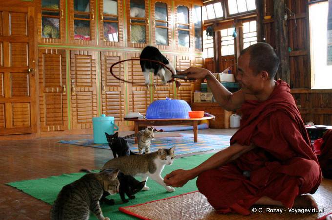 Monk entrenador saltando gatos Nga Phe Chaung Monasterio, lago Inle, Sagar - Myanmar (Birmania)