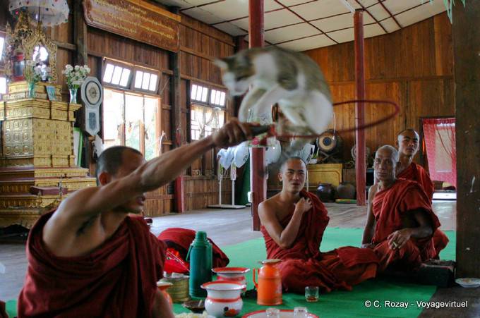 Gato saltando por un aro, Nga Phe Chaung Monasterio, Lago Inle, Sagar - Myanmar (Birmania)