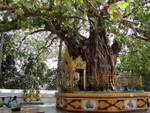 Árbol de la iluminación sagrado ubicado en la esquina sureste de la pagoda de Shwedagon, Rangún, Birmania.