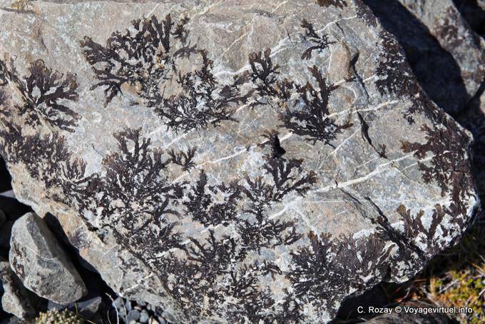 Liquen en piedra, Tasman Lago, Canterbury - Nueva-Zelanda