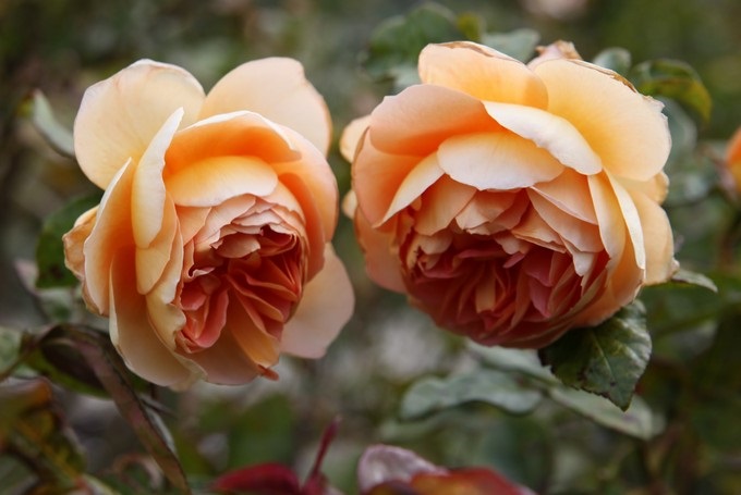 Trevor Griffiths Rose Garden, Timaru, Canterbury - Nueva-Zelanda