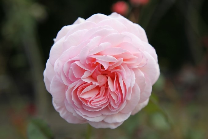 Old Rose, Timaru, Canterbury - Nueva-Zelanda