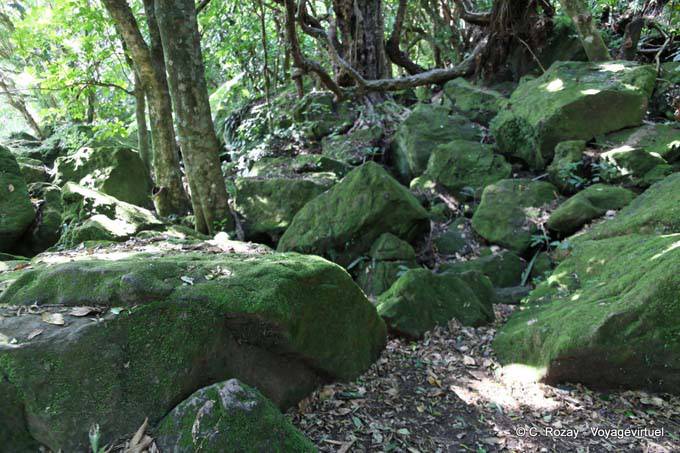 Rocas cubiertas de musgo, Hahei Catedral Cove Road, Coromandel - Nueva-Zelanda
