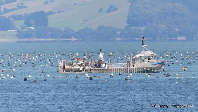 Barco pesquero, Ruta De Thames, Coromandel - Nueva-Zelanda