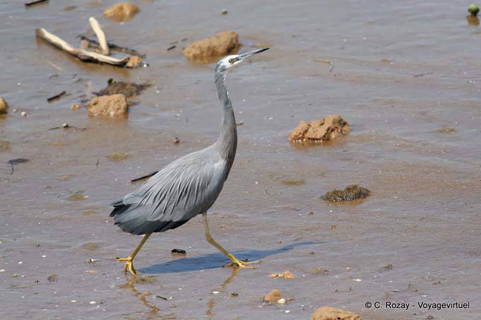 Heron, Katikati - Nueva-Zelanda