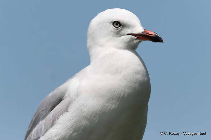 El ojo de la gaviota, Katikati - Nueva-Zelanda