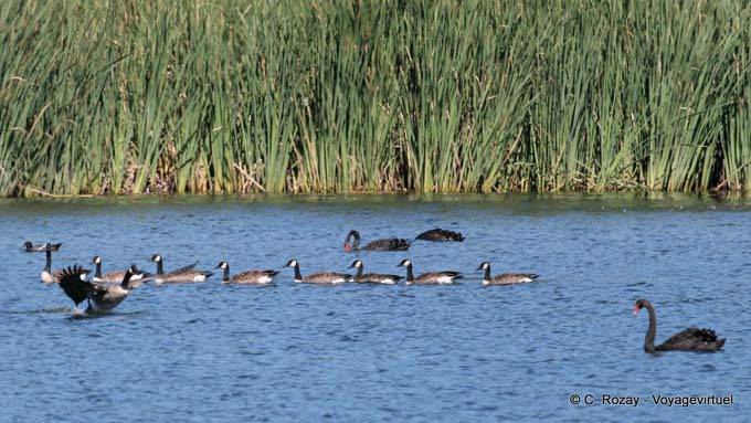 Un solo archivo, Miranda - Nueva-Zelanda