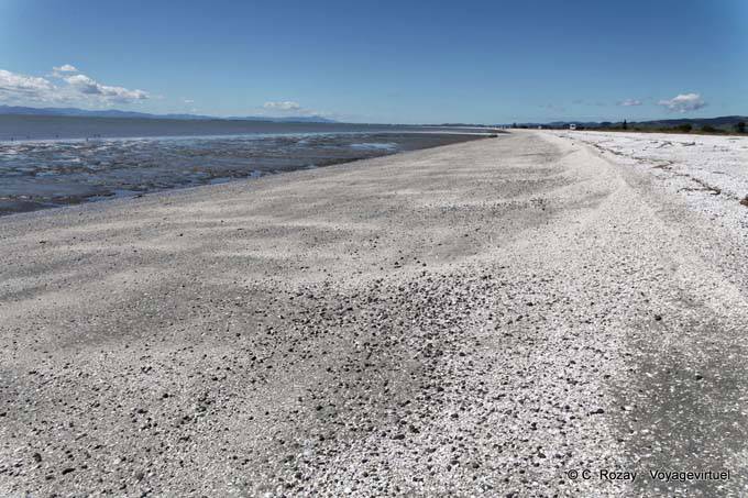Playa con conchas, Miranda - Nueva-Zelanda