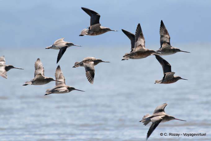 Vuelo de las aves marinas, Miranda - Nueva-Zelanda