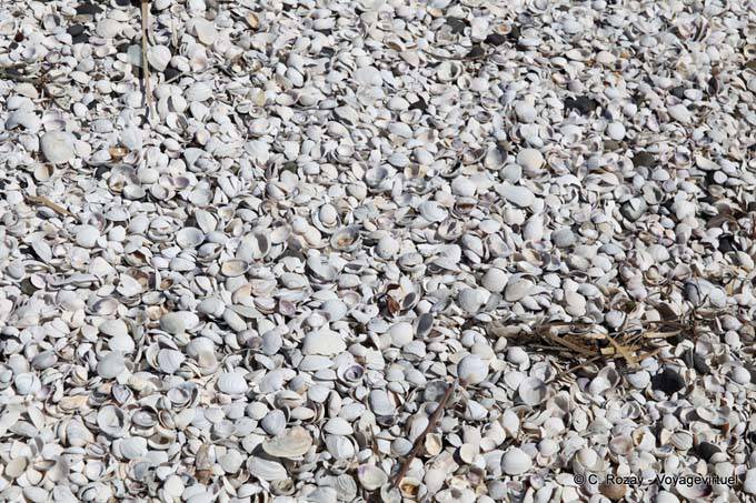 Conchas de playa, Miranda - Nueva-Zelanda