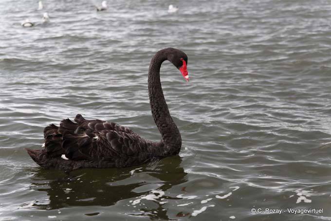 El lago de los cisnes Negro, Rotorua - Nueva-Zelanda