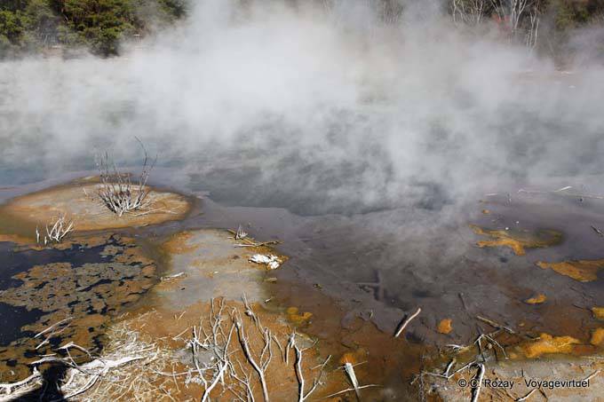 Tierra de vapor para respirar, Kuirau Park, Rotorua - Nueva-Zelanda