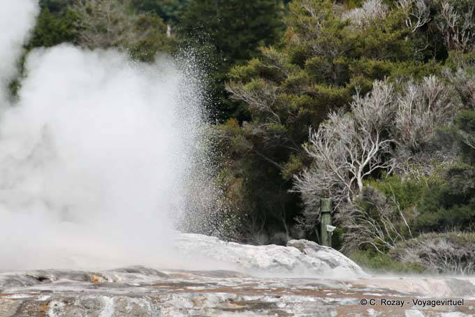 Pohutu Geyser, Whakarewarewa Geyser, Rotorua - Nueva-Zelanda