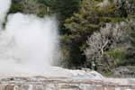 Pohutu Geyser, Whakarewarewa Geyser, Rotorua, Nueva-Zelanda.