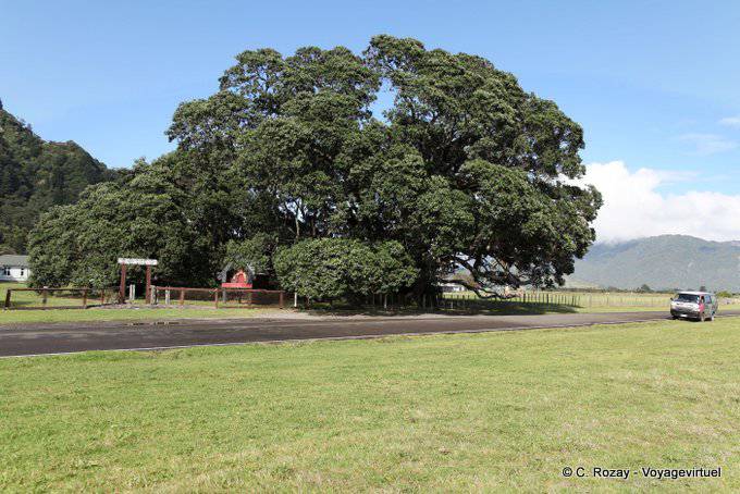 Santuario maorí, árbol gigante, Te Araroa, Cabo del Este - Nueva-Zelanda