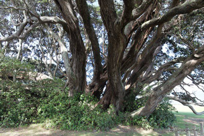 Multiplicación de los troncos de los árboles, Te Araroa, Cabo del Este - Nueva-Zelanda
